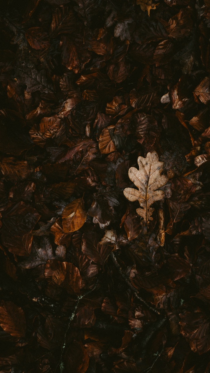Brown, Feuille, Plante, Silhouette, Art. Wallpaper in 720x1280 Resolution