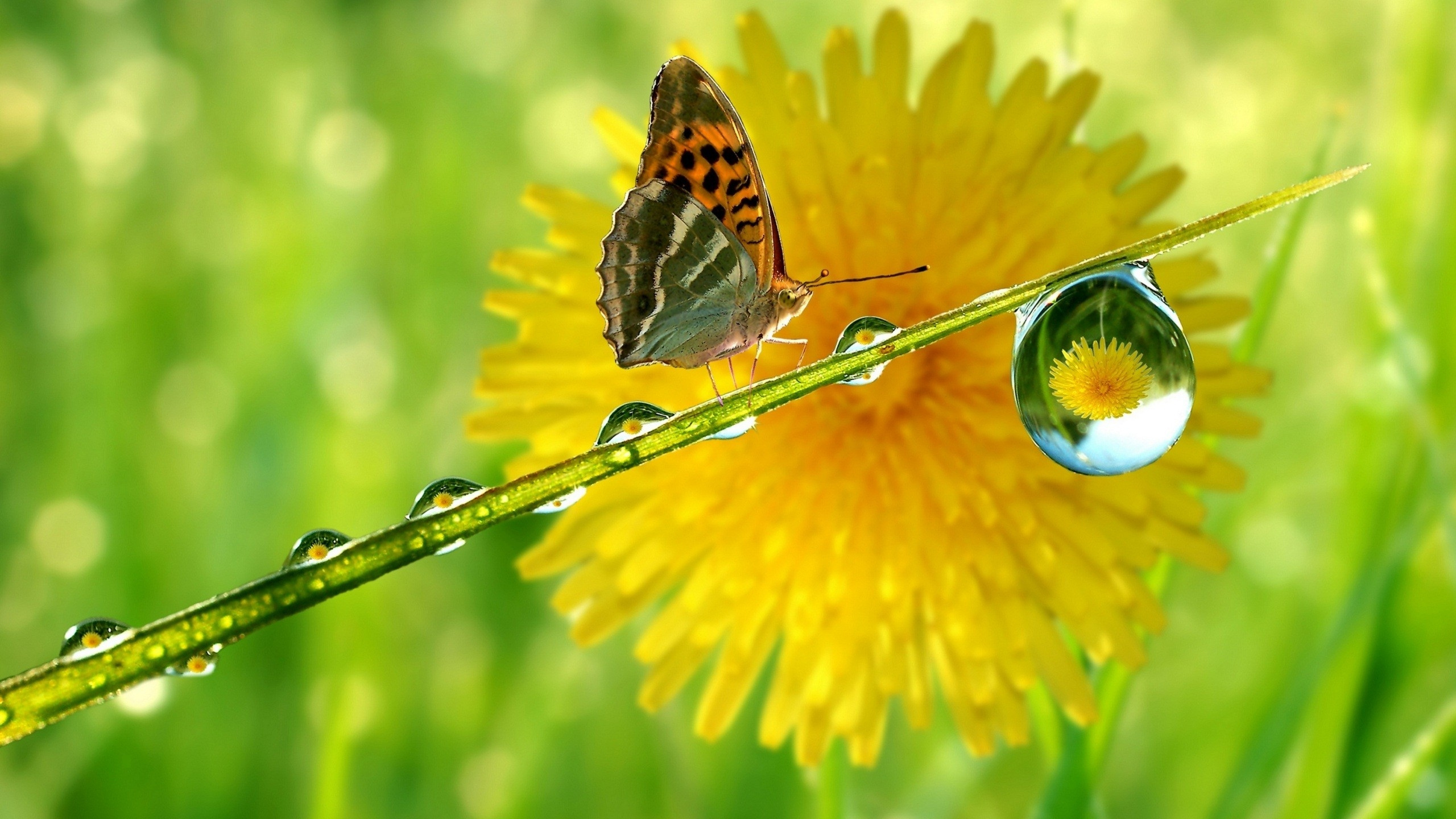 Brown and Black Butterfly on Yellow Flower. Wallpaper in 2560x1440 Resolution