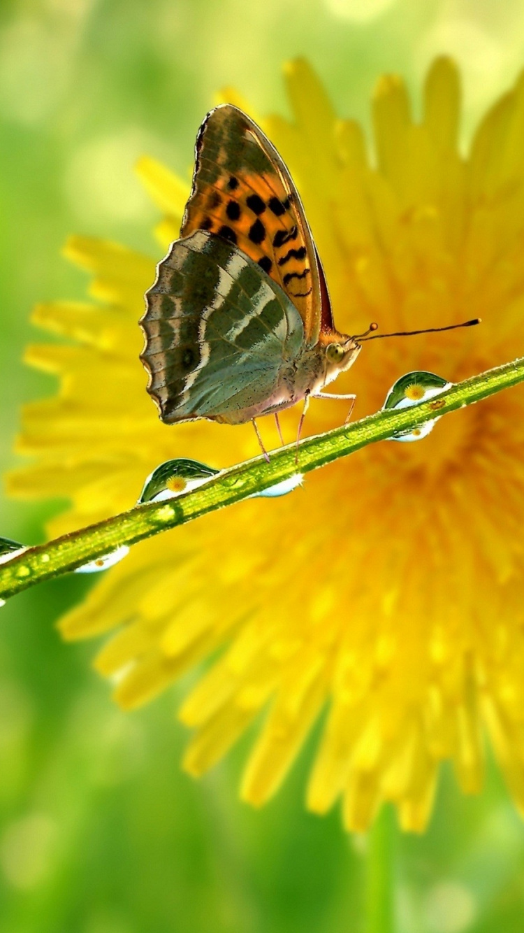 Brauner Und Schwarzer Schmetterling Auf Gelber Blume. Wallpaper in 750x1334 Resolution