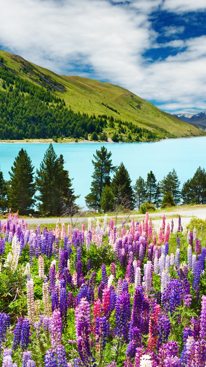 Purple Flowers on Green Grass Field Near Body of Water During Daytime. Wallpaper in 720x1280 Resolution