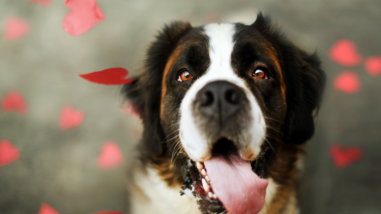 Brown and White Dog With Pink and White Polka Dot Collar. Wallpaper in 1280x720 Resolution