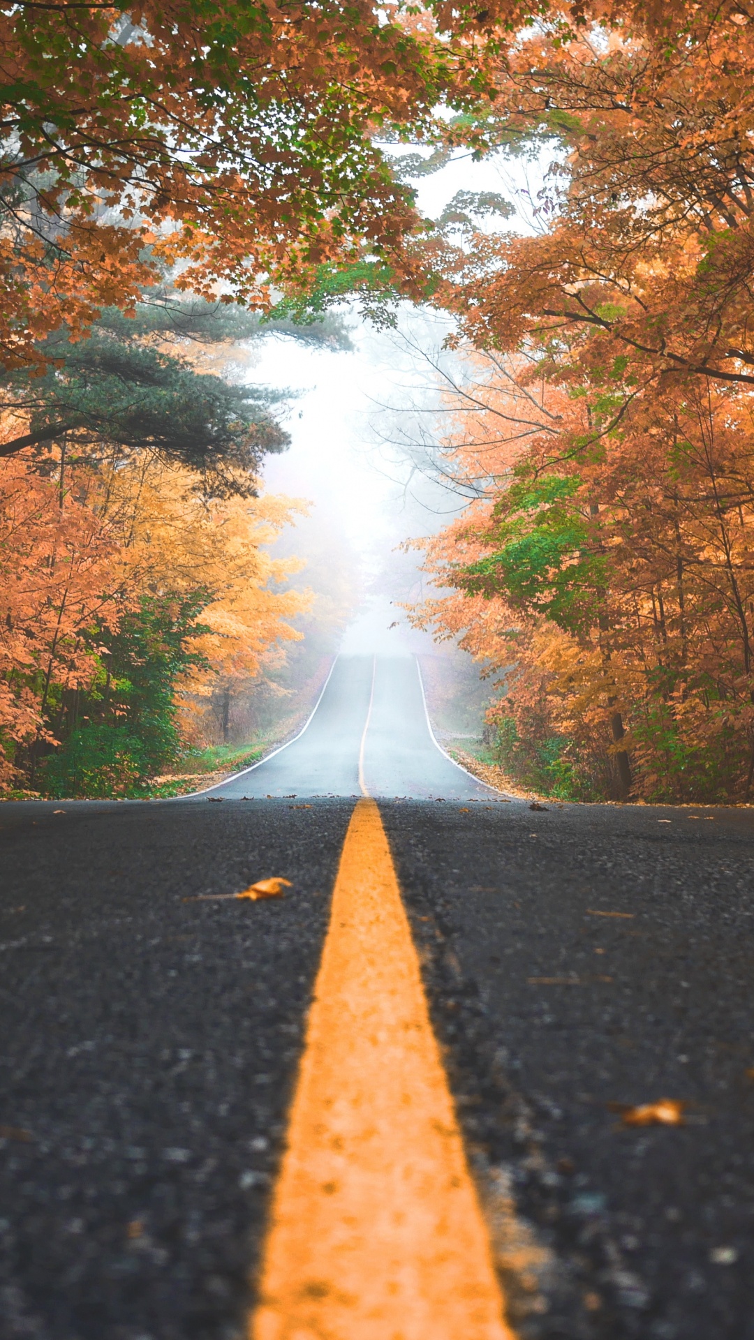 Route, Nature, Feuille, Paysage Naturel, Asphalt. Wallpaper in 1080x1920 Resolution