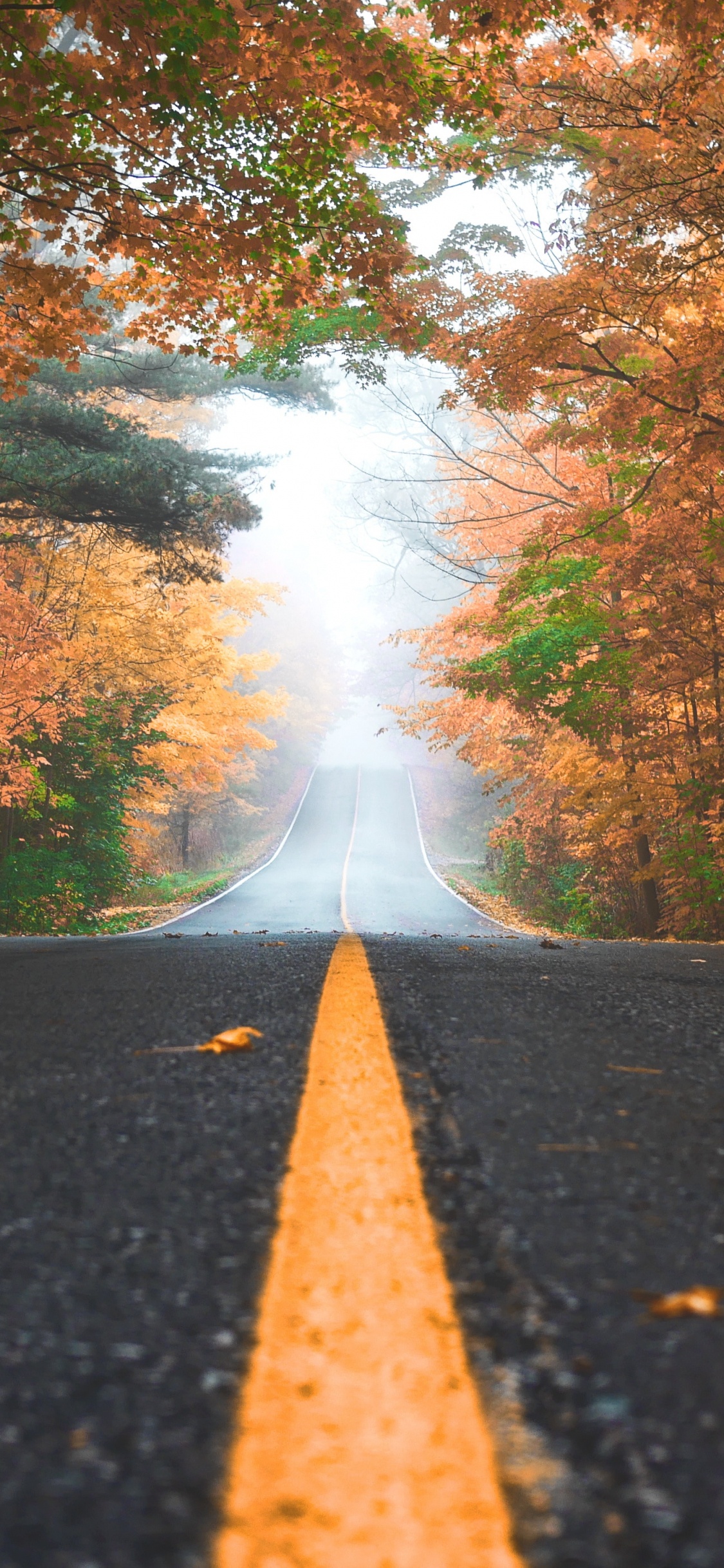 Herbst, Road, Natur, Baum, Blatt. Wallpaper in 1125x2436 Resolution