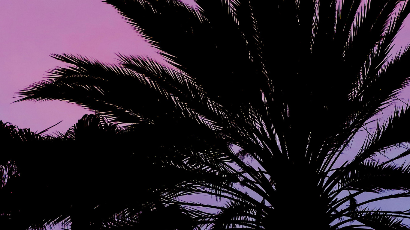 Botanik, Baum, Purpur, Vegetation, Terrestrische Pflanzen. Wallpaper in 1366x768 Resolution