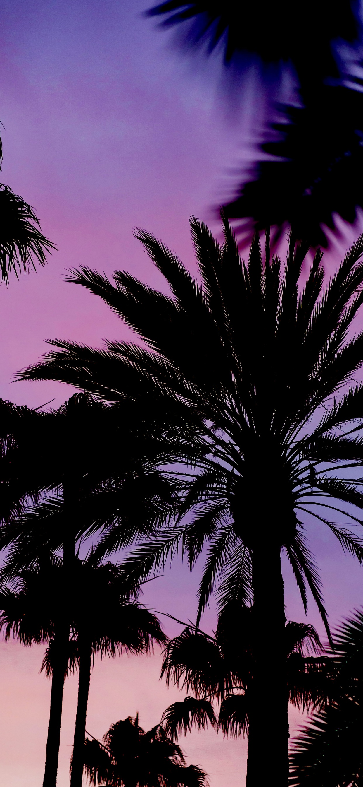 Botanique, Purple, Végétation, Plante Terrestre, Plantes Ligneuses. Wallpaper in 1242x2688 Resolution