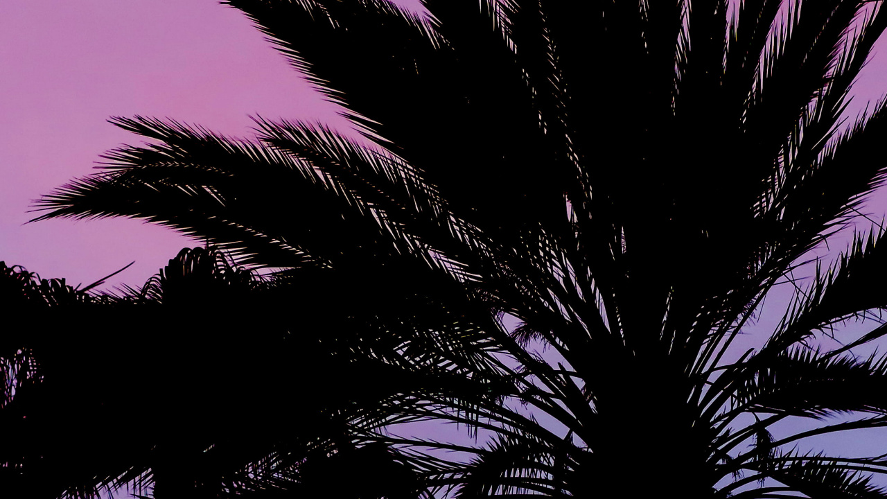 Botanique, Purple, Végétation, Plante Terrestre, Plantes Ligneuses. Wallpaper in 1280x720 Resolution