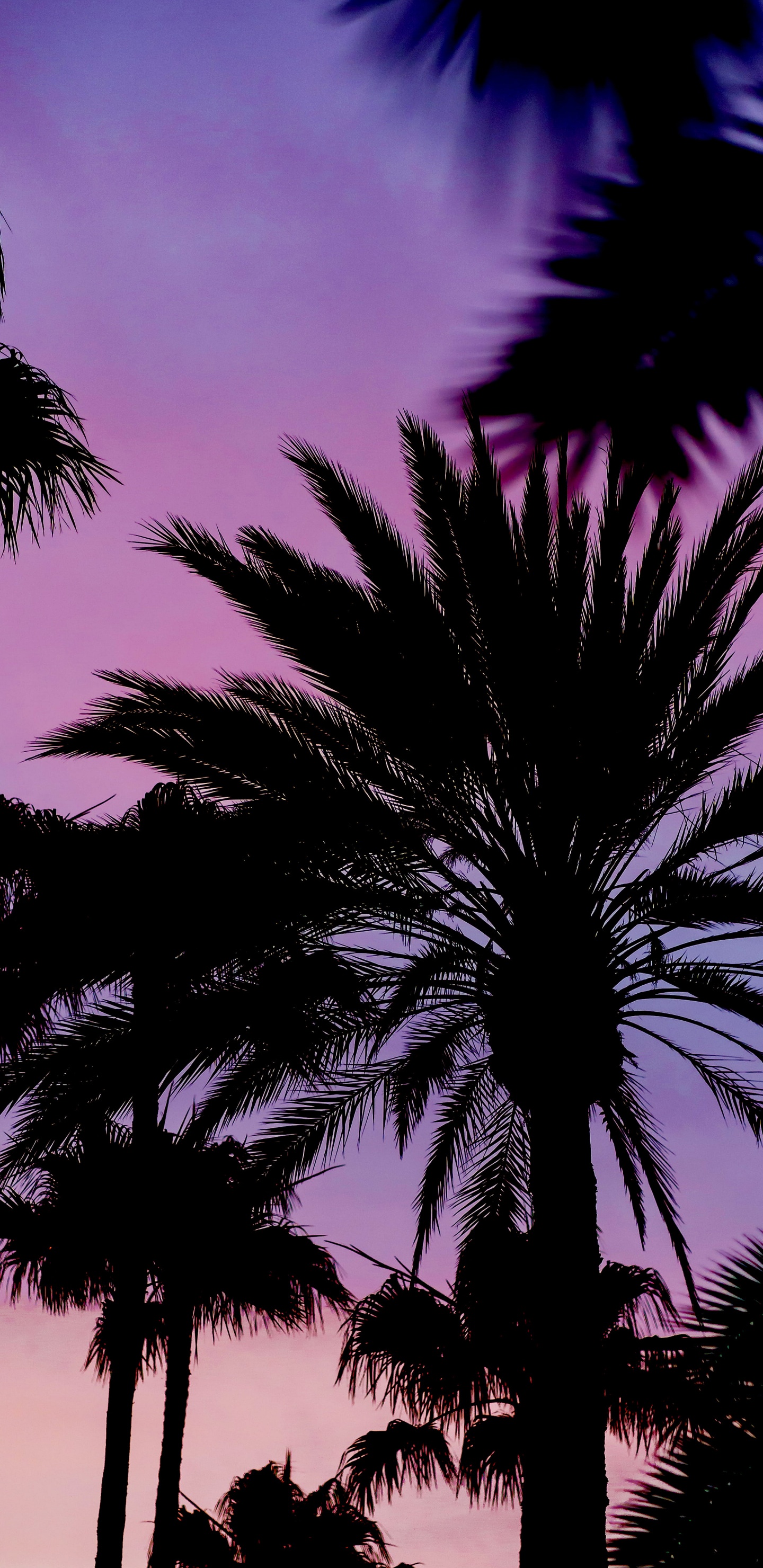 Botanique, Purple, Végétation, Plante Terrestre, Plantes Ligneuses. Wallpaper in 1440x2960 Resolution