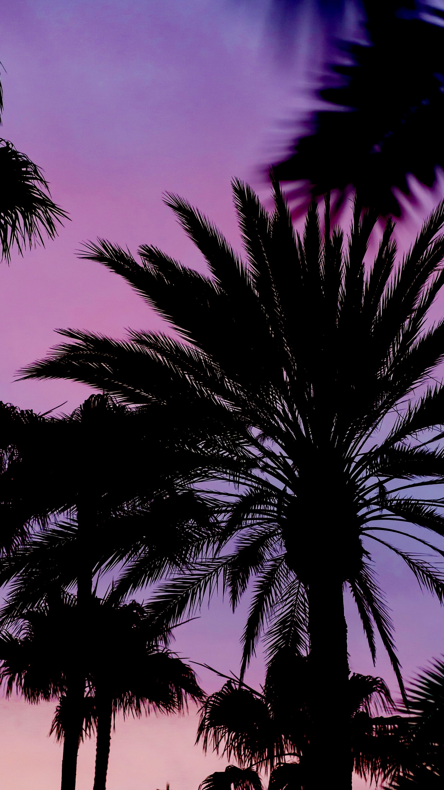 Botany, Tree, Purple, Vegetation, Terrestrial Plant. Wallpaper in 1440x2560 Resolution