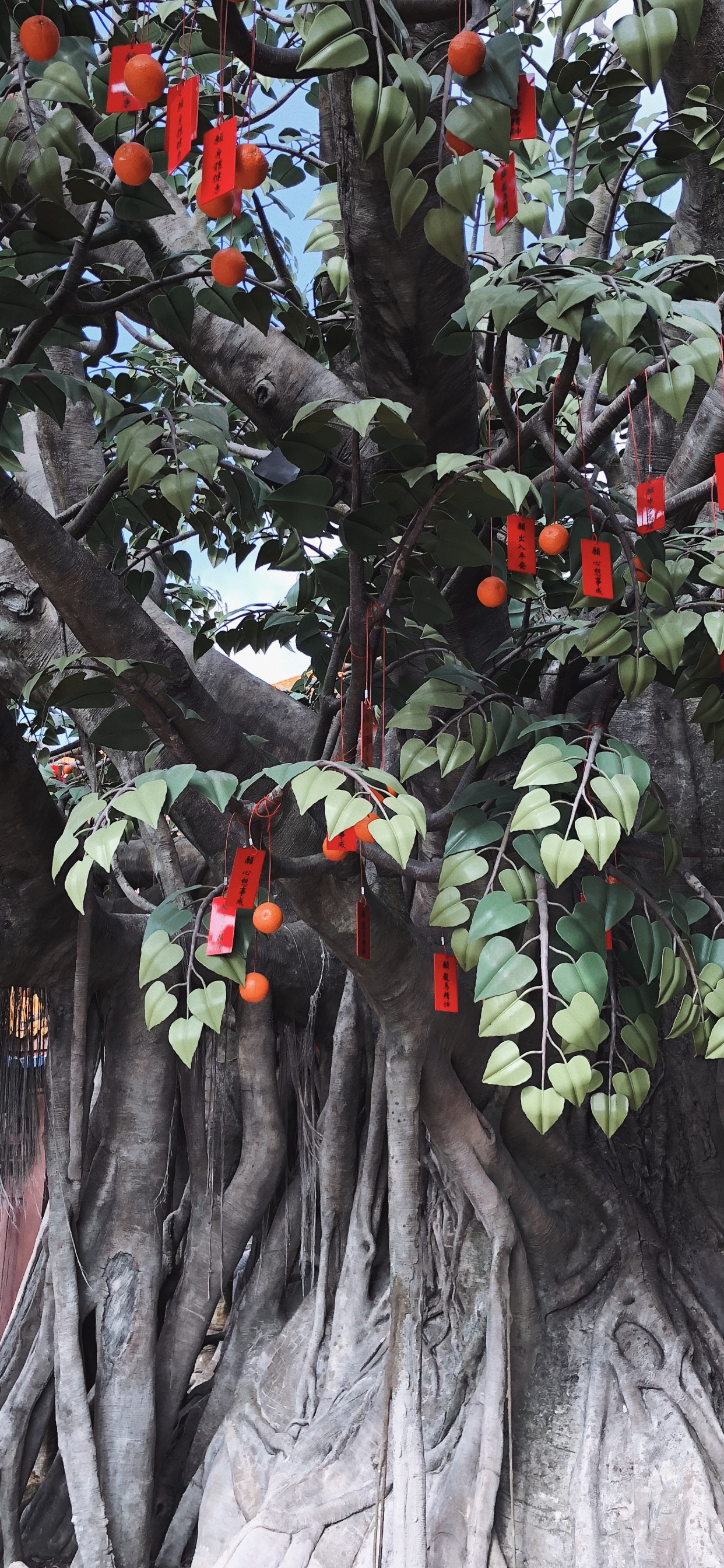 Baum, Blatt, Wissenschaft, Pflanzen, Biologie. Wallpaper in 1242x2688 Resolution