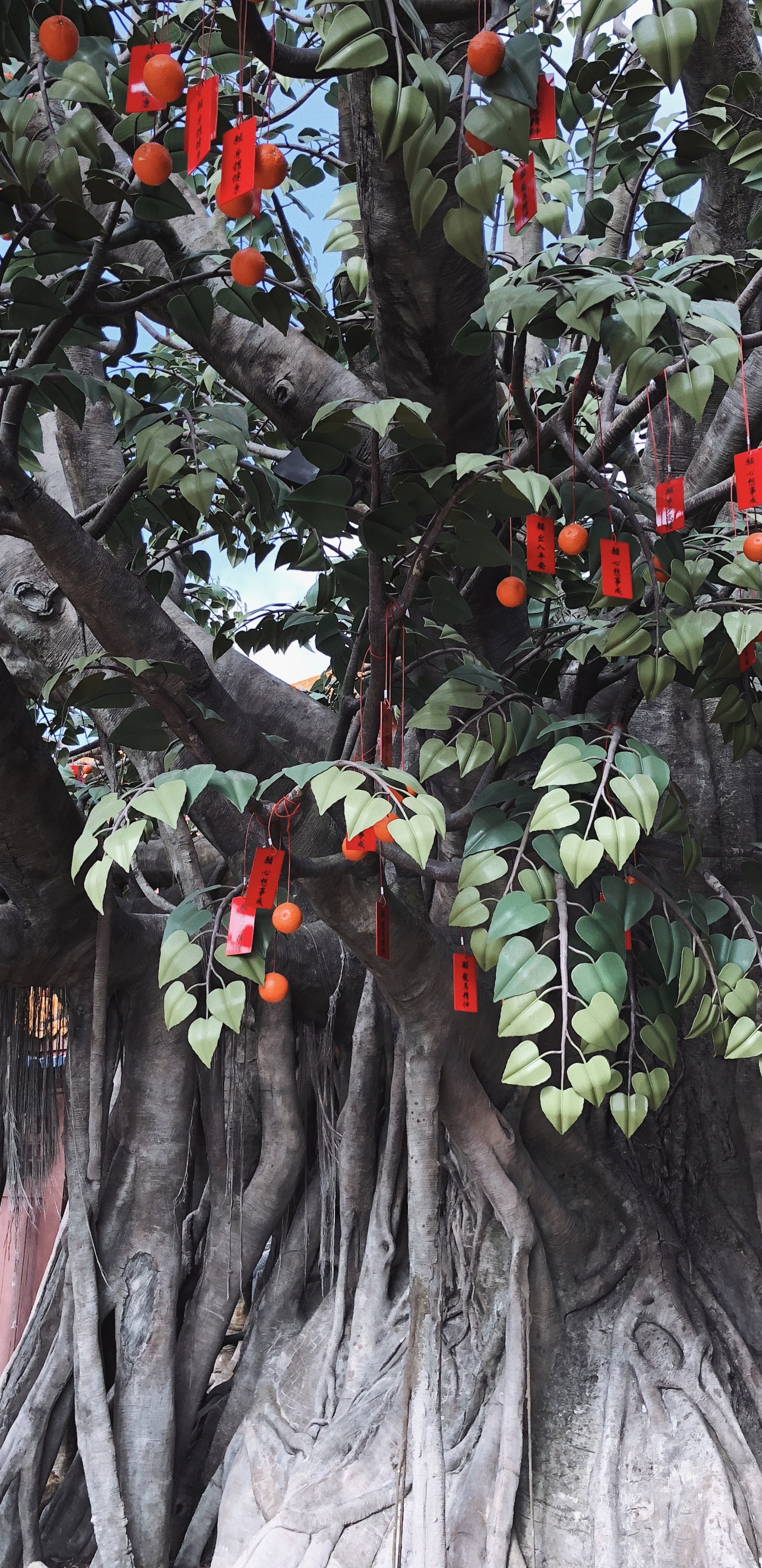 Tree, Leaf, Science, Plants, Biology. Wallpaper in 1440x2960 Resolution