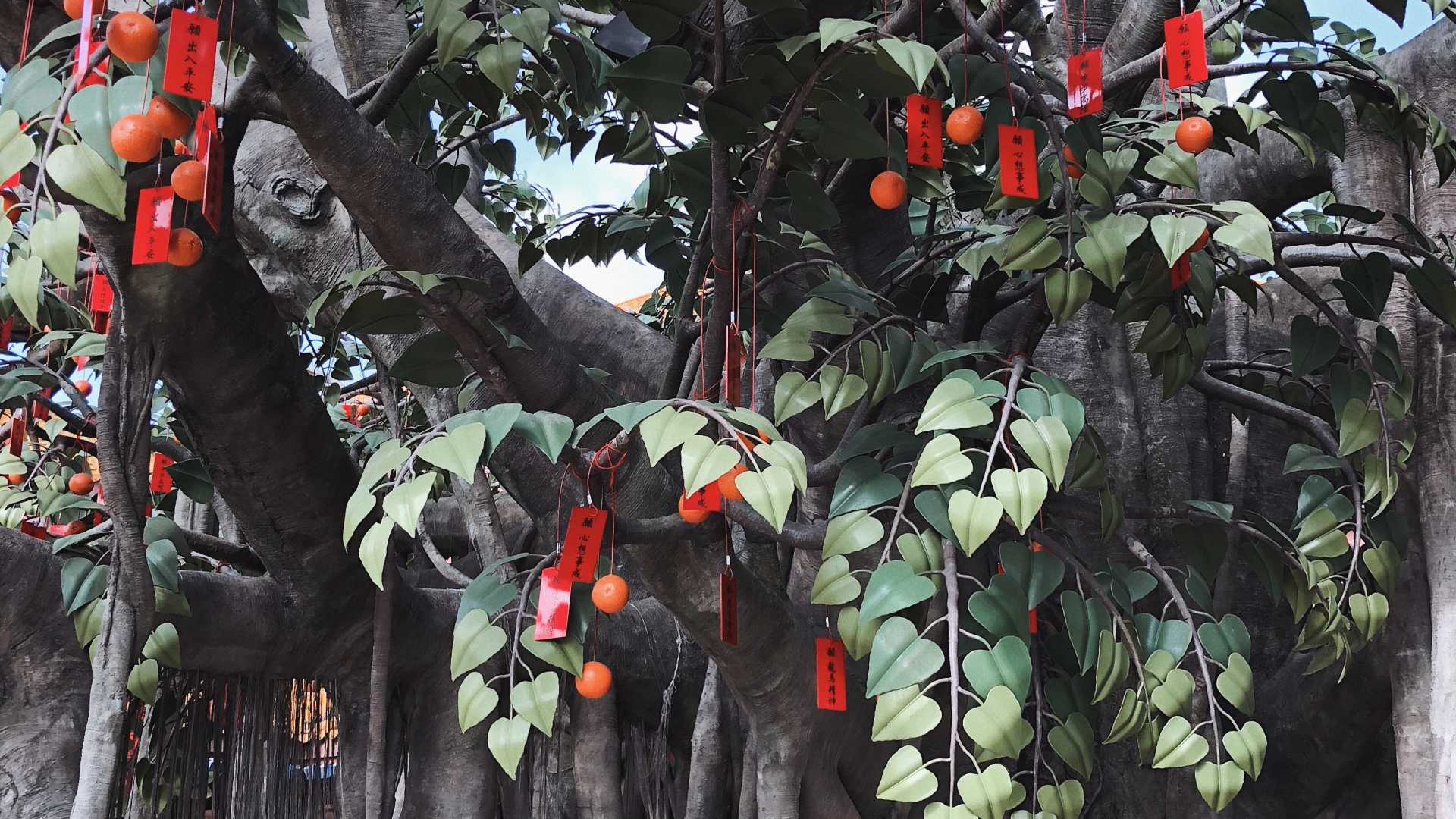 Tree, Leaf, Science, Plants, Biology. Wallpaper in 1920x1080 Resolution