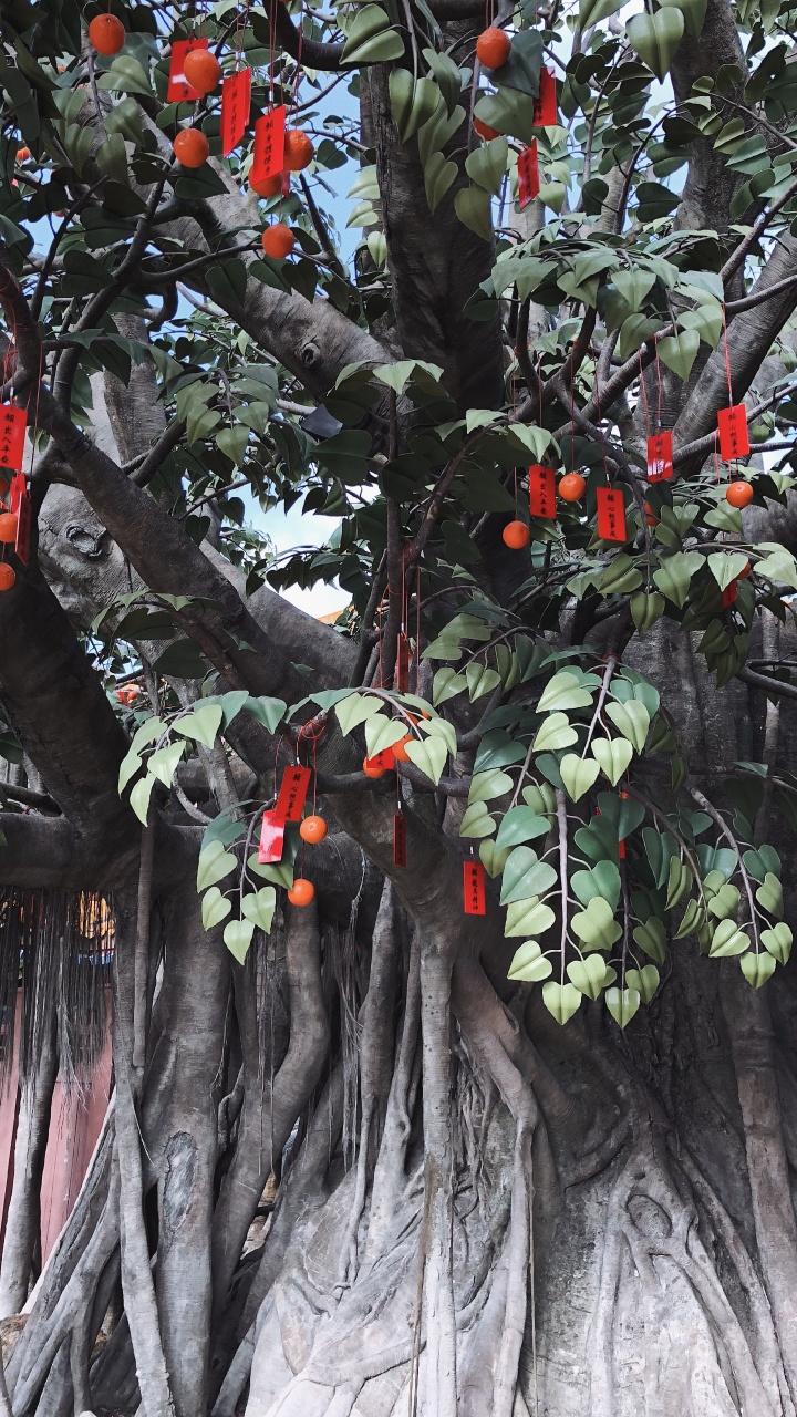 Tree, Leaf, Science, Plants, Biology. Wallpaper in 720x1280 Resolution