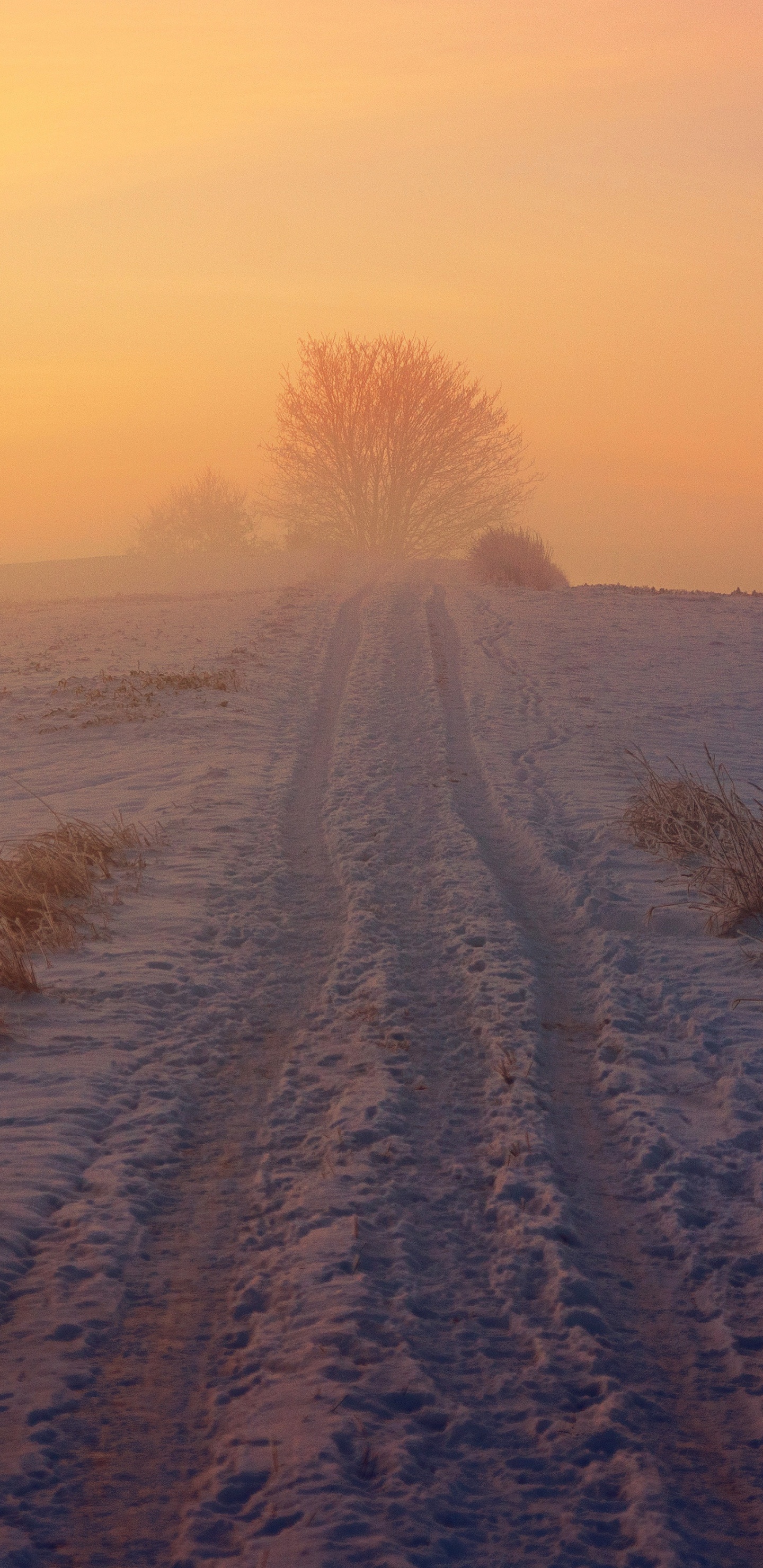 Estepa, Nieve, Invierno, Tundra, Ambiente. Wallpaper in 1440x2960 Resolution