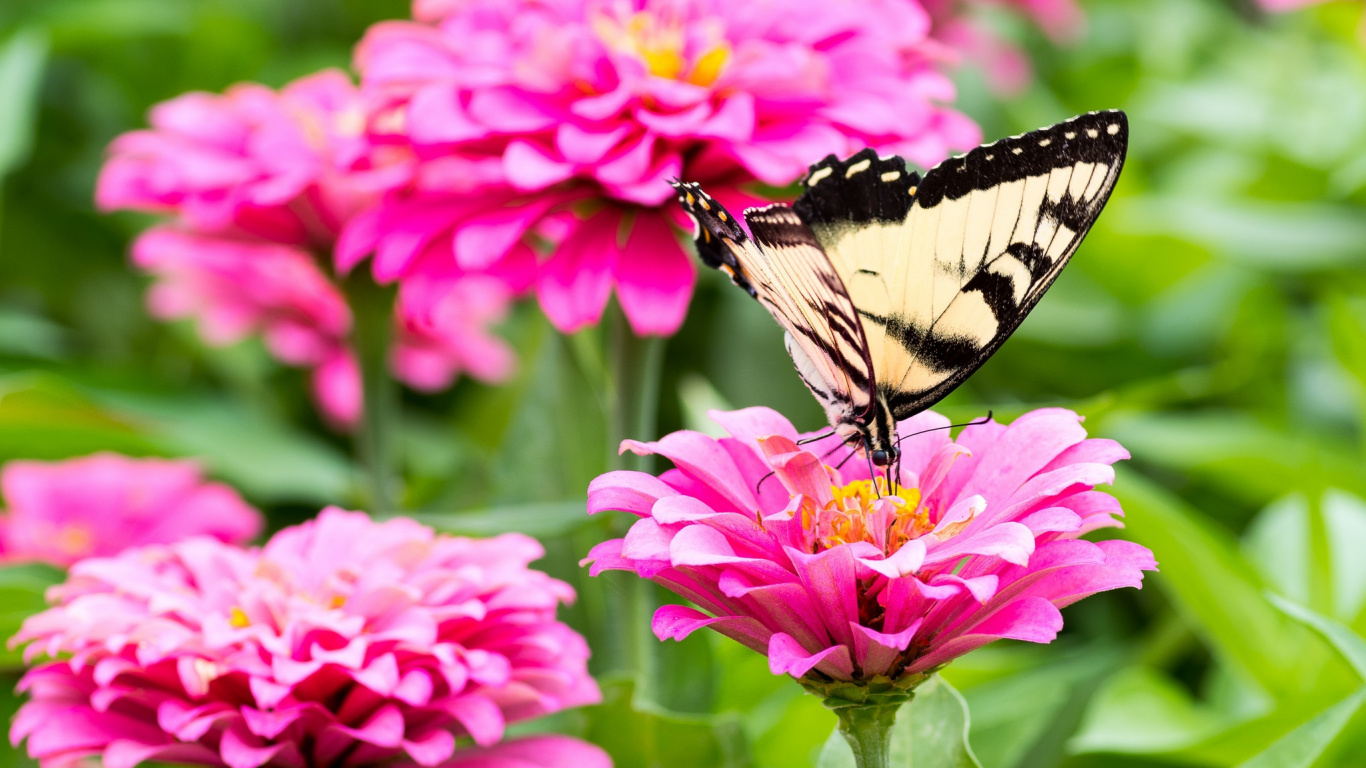 Black and White Butterfly on Pink Flower During Daytime. Wallpaper in 1366x768 Resolution