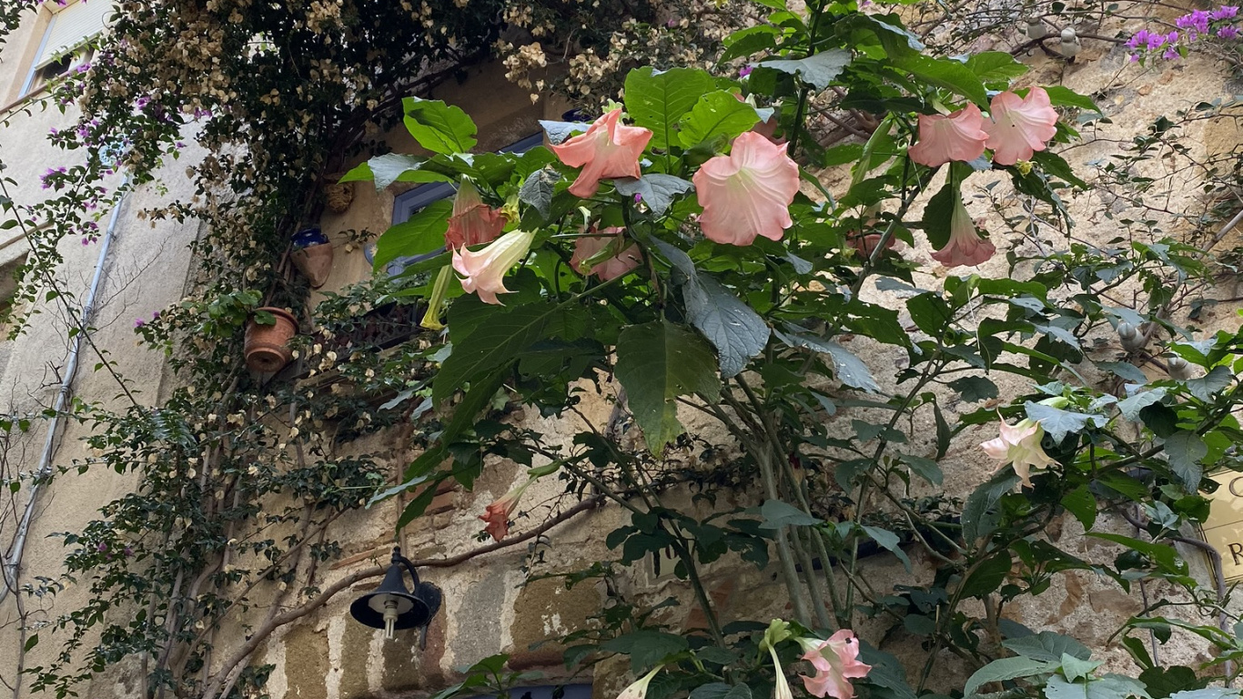 la Floraison de la Plante, Biologie, Végétation, Nature, Architecture. Wallpaper in 1366x768 Resolution