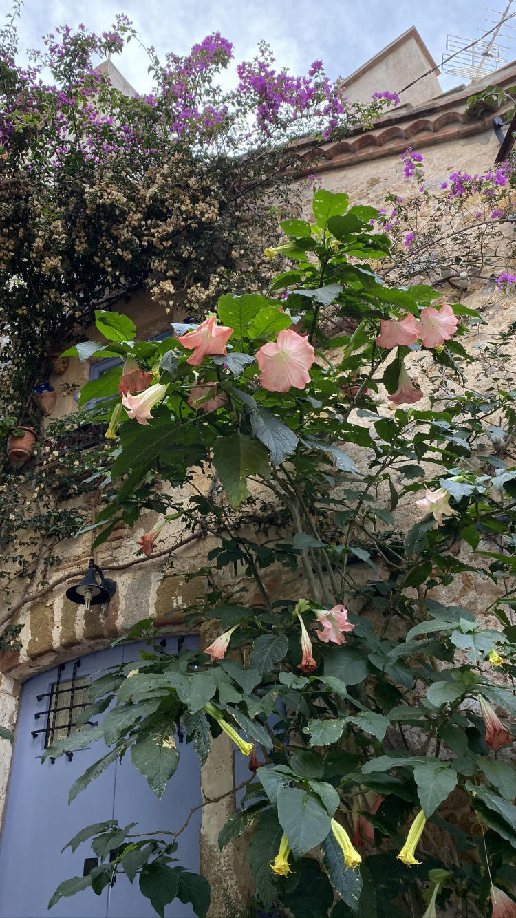 la Floraison de la Plante, Biologie, Végétation, Nature, Architecture. Wallpaper in 750x1334 Resolution