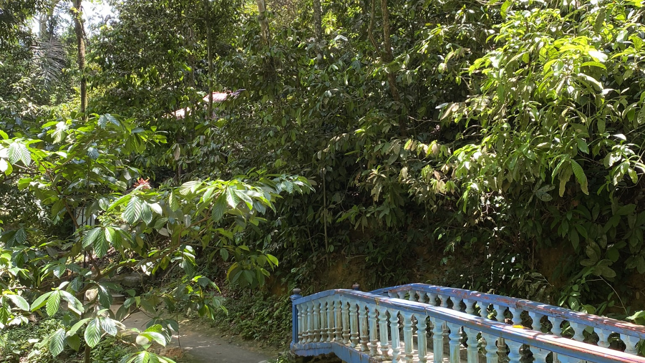 Natur, Regenwald, Vegetation, Naturschutzgebiet, Natürlichen Umgebung. Wallpaper in 1280x720 Resolution