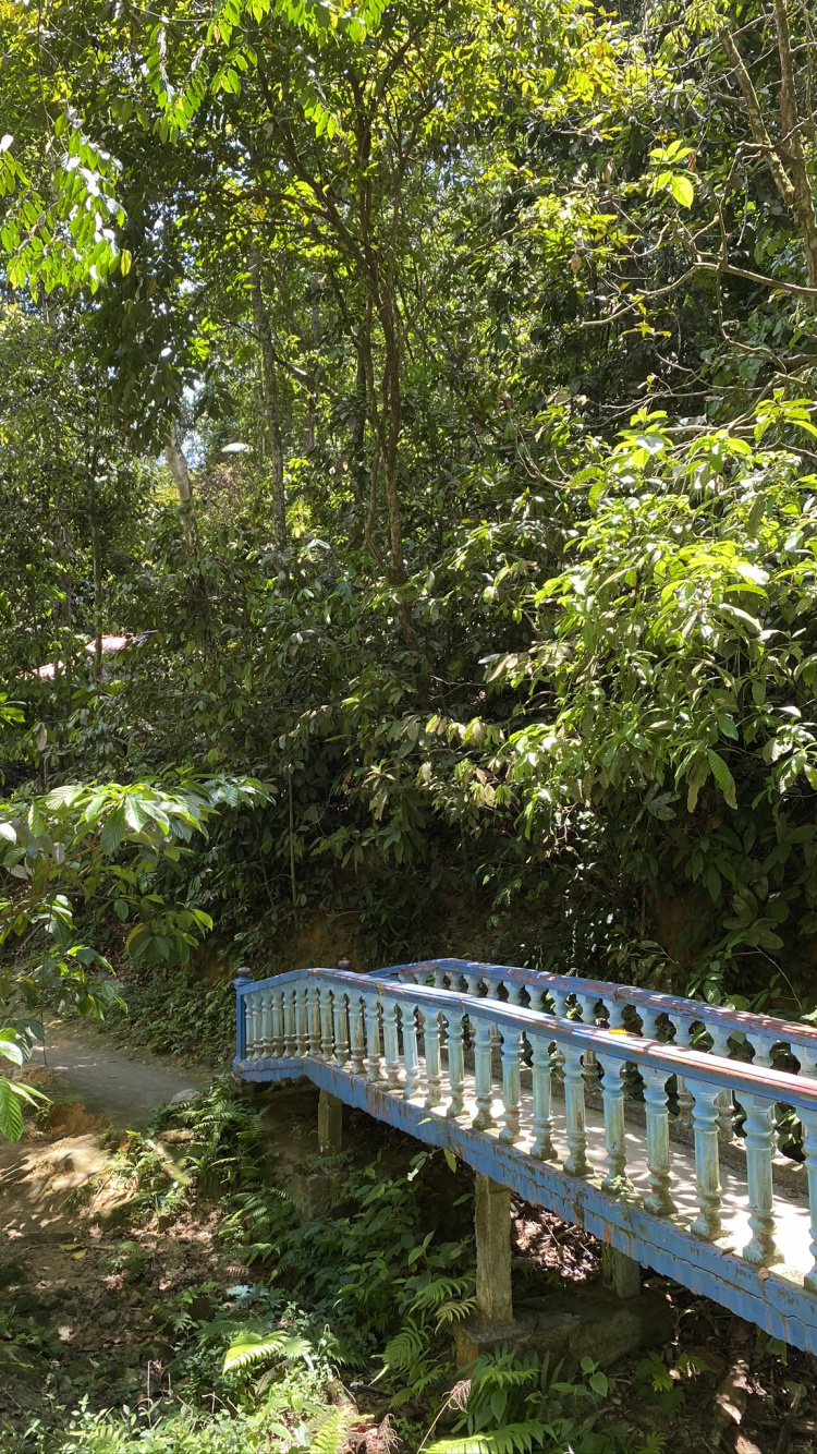 Nature, Rainforest, Végétation, la Réserve Naturelle De, Environnement Naturel. Wallpaper in 750x1334 Resolution