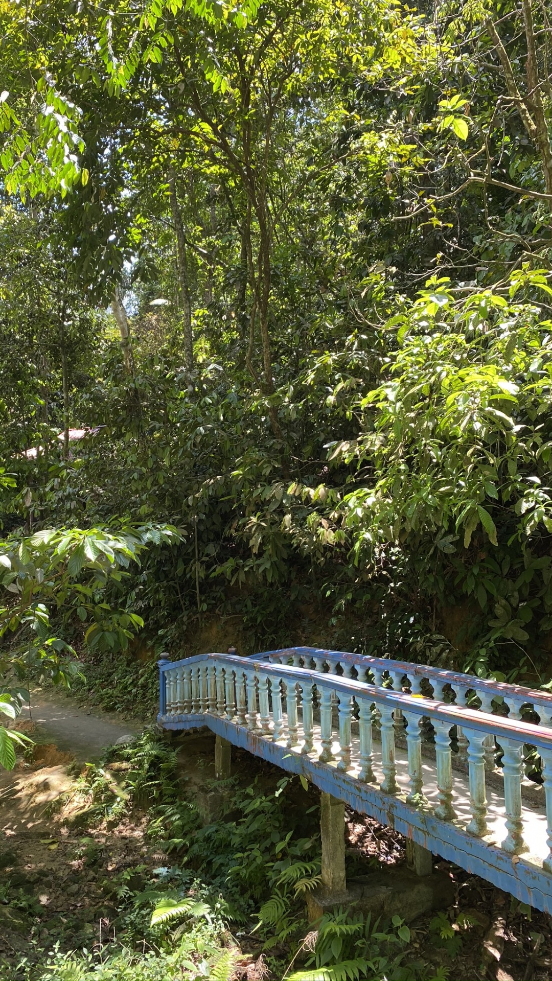 Nature, Rainforest, Vegetation, Nature Reserve, Natural Environment. Wallpaper in 1080x1920 Resolution