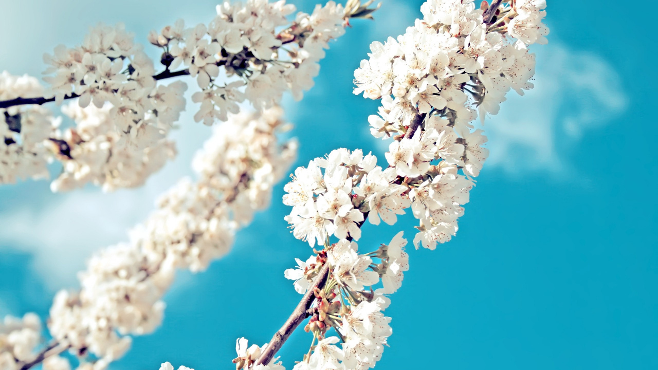 White Cherry Blossom in Close up Photography. Wallpaper in 1280x720 Resolution