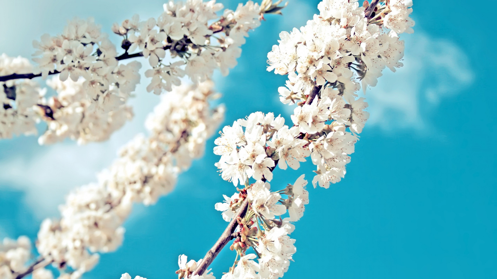 White Cherry Blossom in Close up Photography. Wallpaper in 1920x1080 Resolution