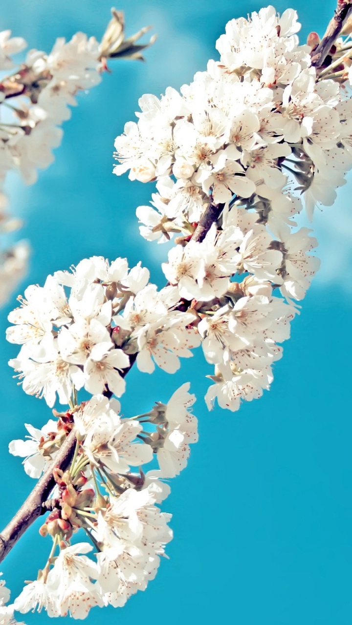 White Cherry Blossom in Close up Photography. Wallpaper in 720x1280 Resolution