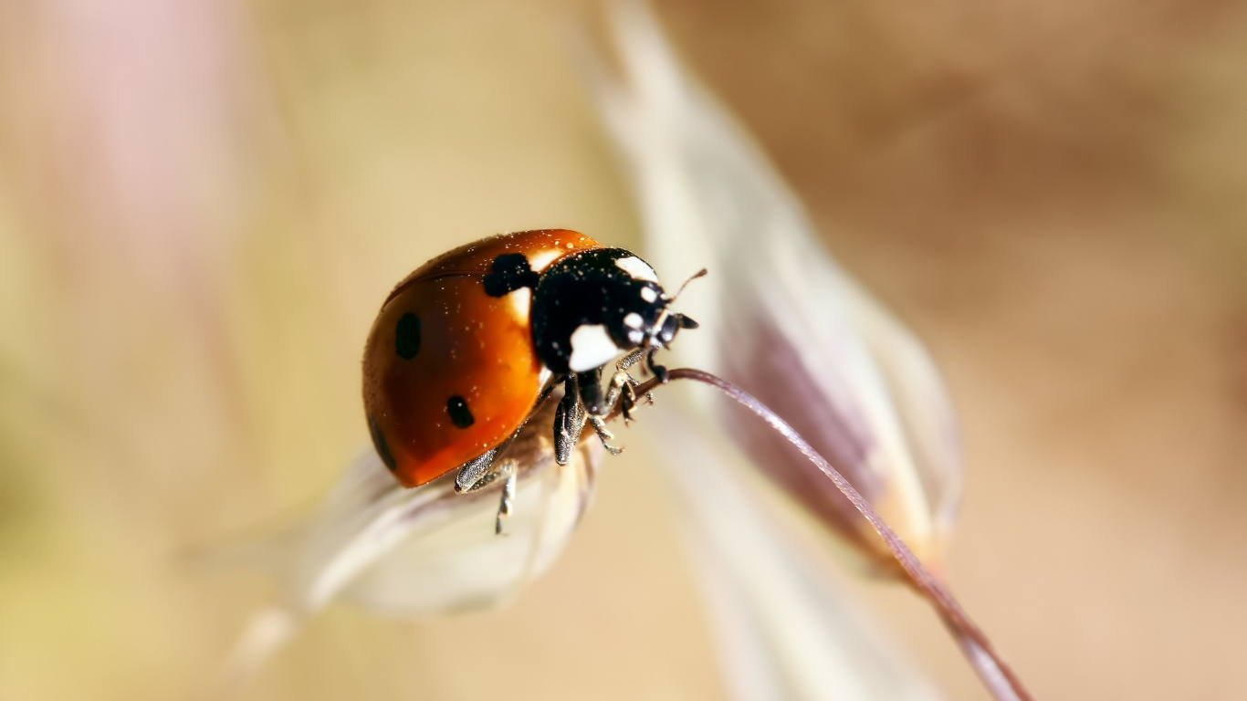 Red and Black Ladybug on White Flower. Wallpaper in 1366x768 Resolution