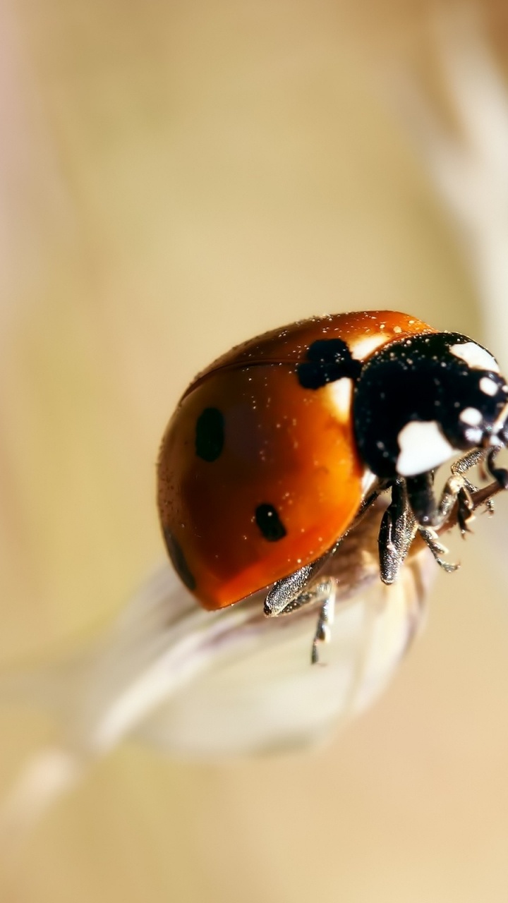 Coccinelle Rouge et Noire Sur Fleur Blanche. Wallpaper in 720x1280 Resolution