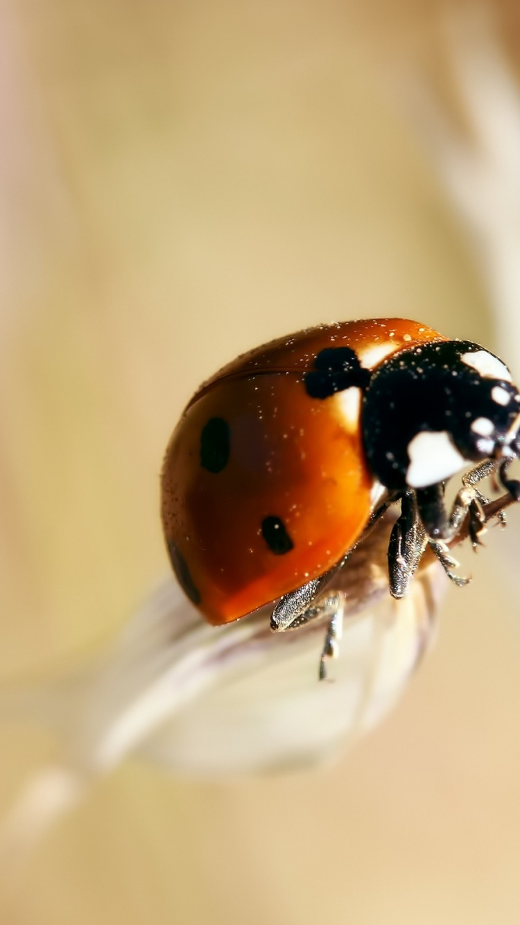Coccinelle Rouge et Noire Sur Fleur Blanche. Wallpaper in 750x1334 Resolution