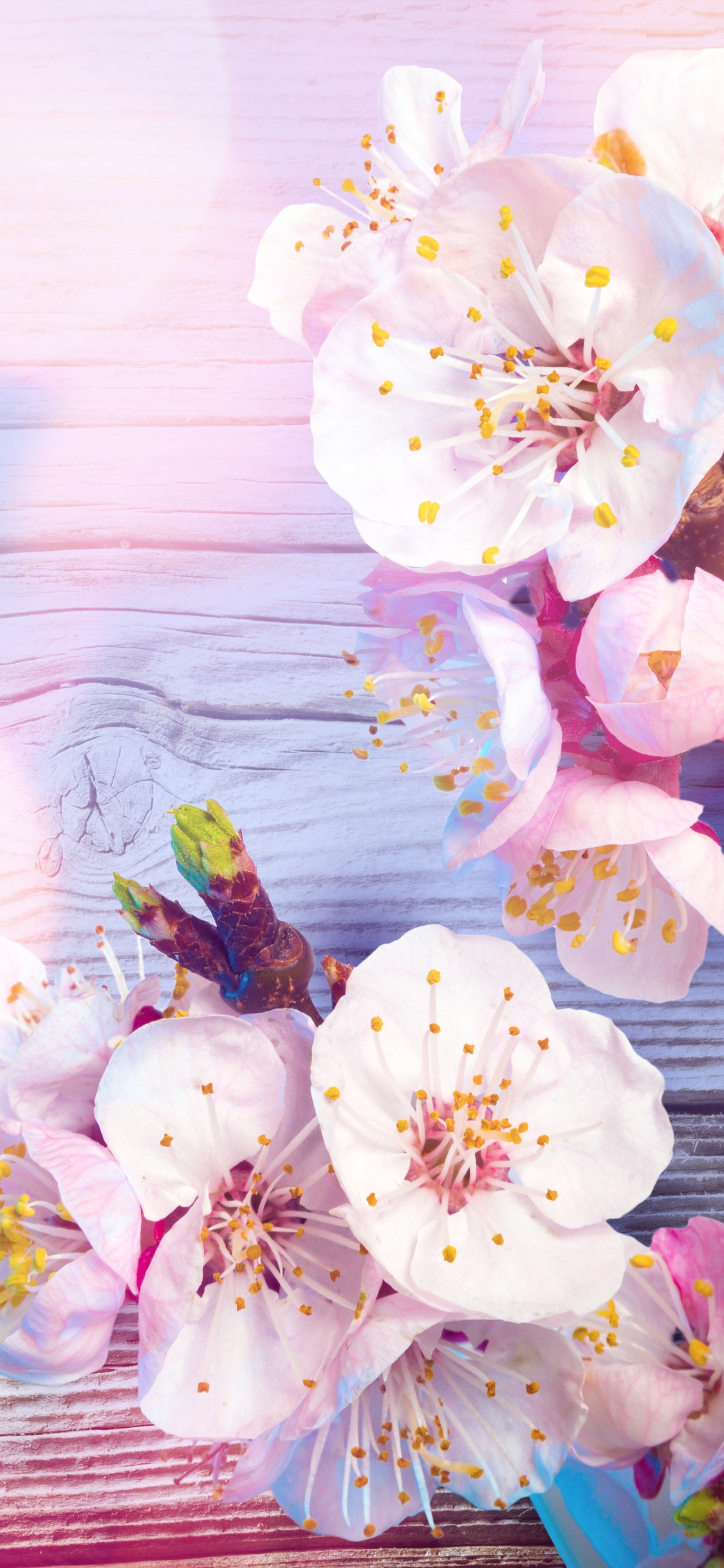 Weiße Und Rosa Kirschblüten. Wallpaper in 1125x2436 Resolution