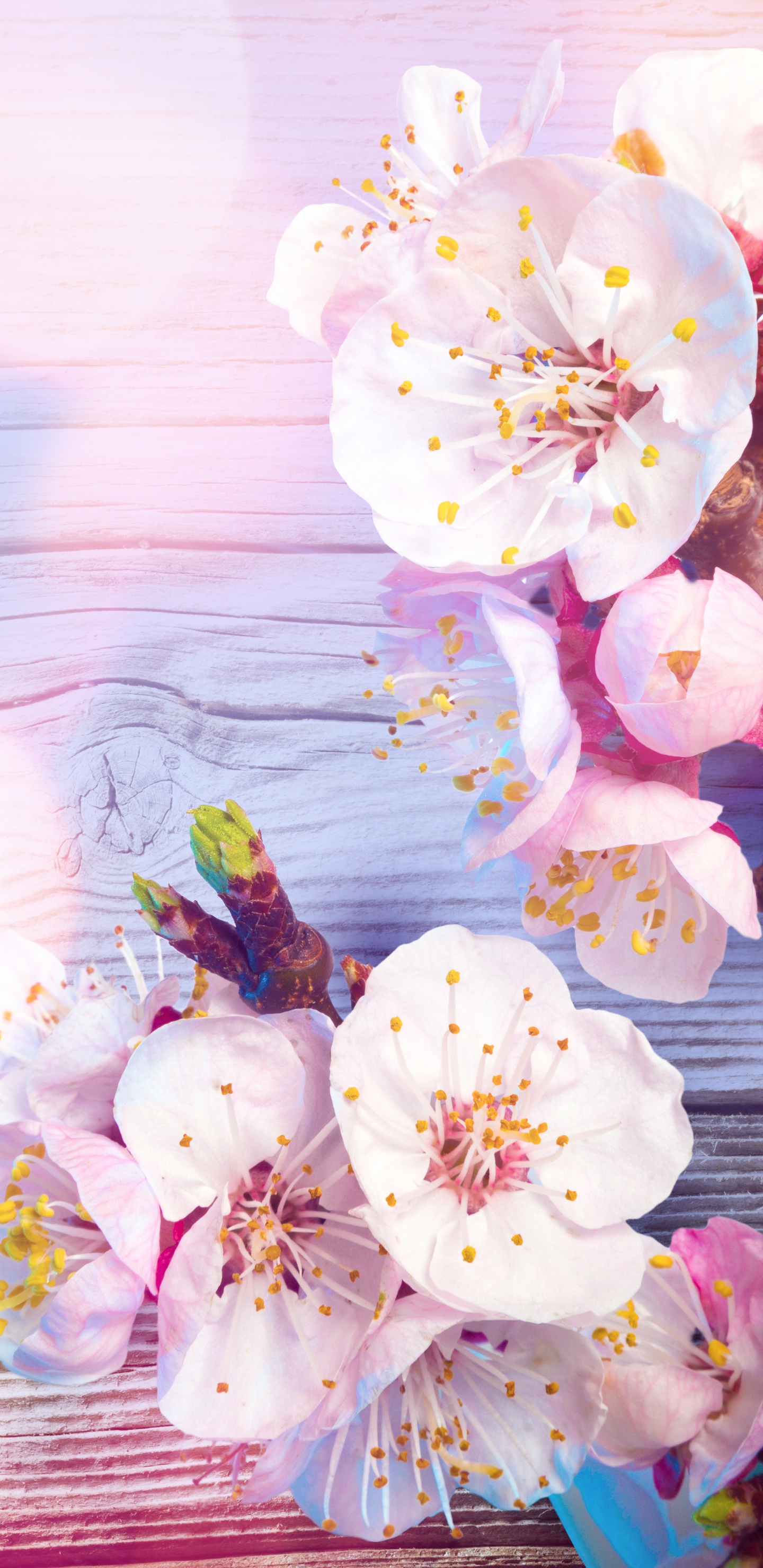 Weiße Und Rosa Kirschblüten. Wallpaper in 1440x2960 Resolution