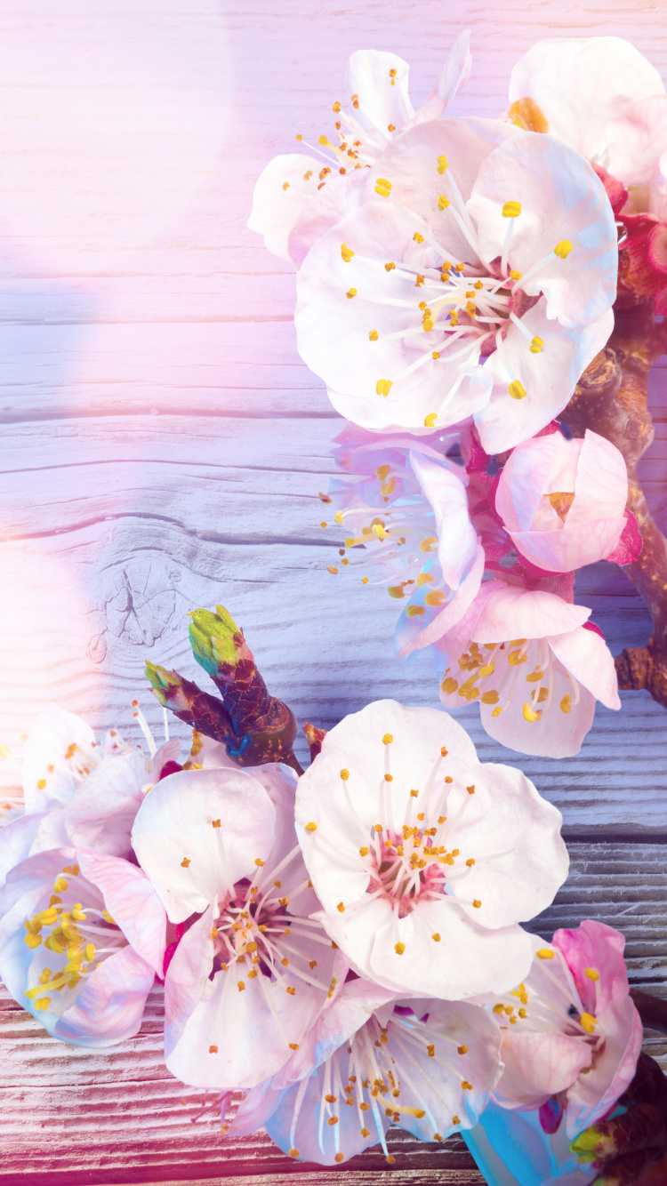 Flores de Cerezo Blancas y Rosadas. Wallpaper in 750x1334 Resolution