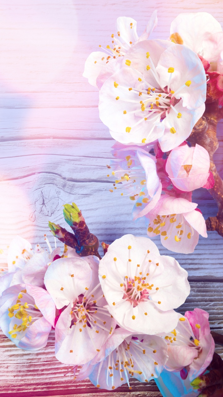 White and Pink Cherry Blossom Flowers. Wallpaper in 720x1280 Resolution