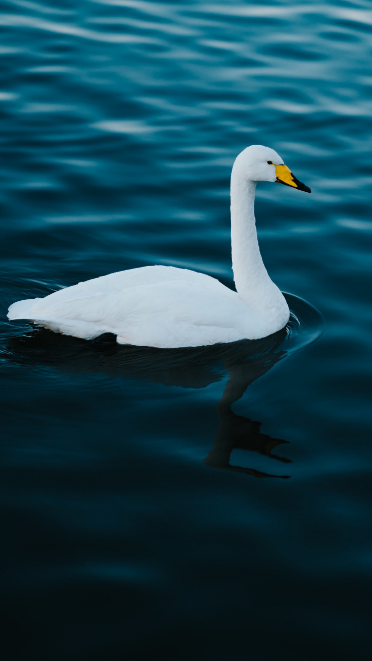 Cisne Blanco en el Agua Durante el Día. Wallpaper in 750x1334 Resolution