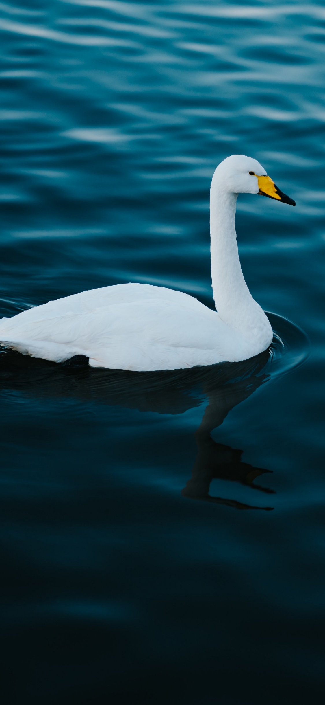 Cygne Blanc Sur L'eau Pendant la Journée. Wallpaper in 1125x2436 Resolution