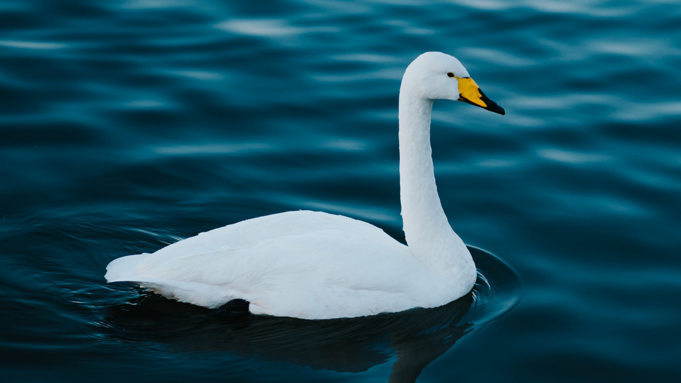 Cygne Blanc Sur L'eau Pendant la Journée. Wallpaper in 1366x768 Resolution