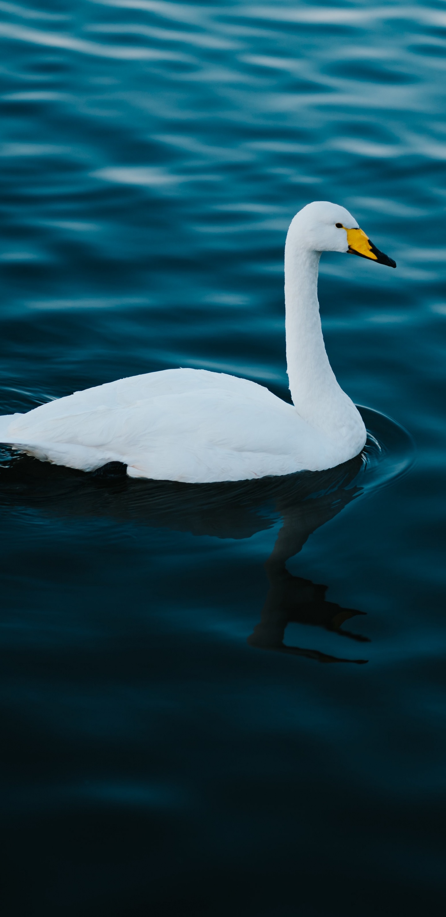 Cygne Blanc Sur L'eau Pendant la Journée. Wallpaper in 1440x2960 Resolution