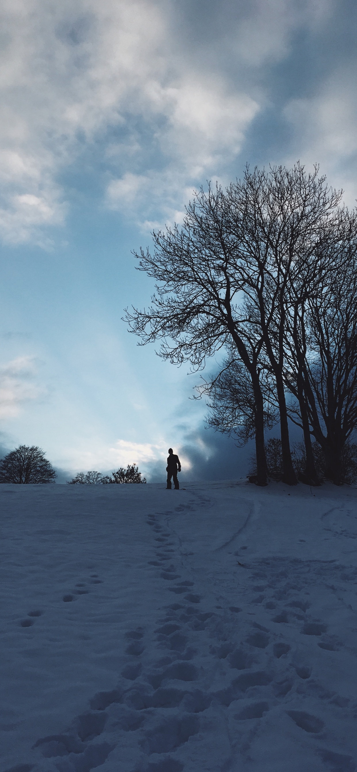 Snow, Winter, Cloud, Tree, Freezing. Wallpaper in 1242x2688 Resolution