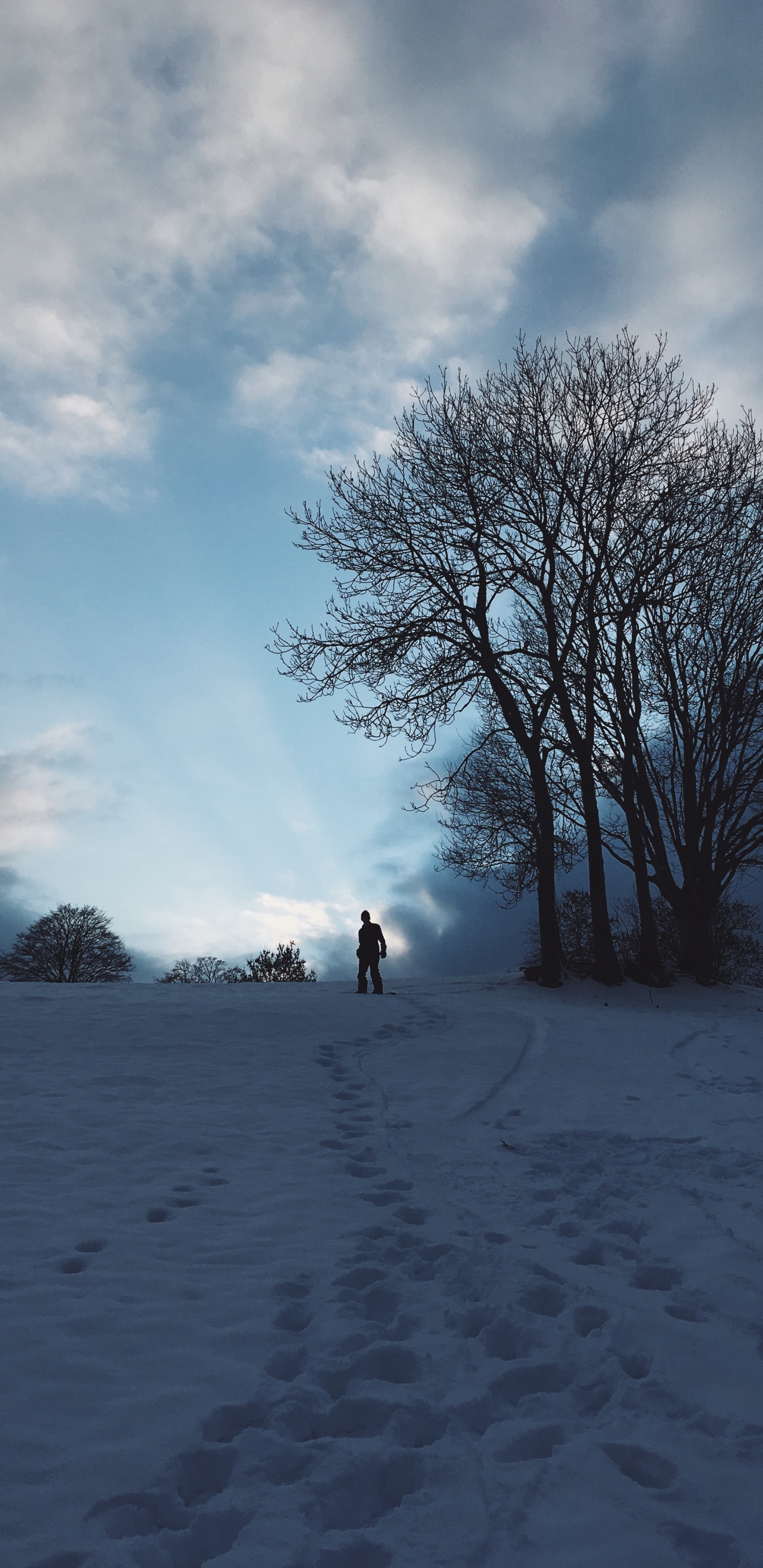 Snow, Winter, Cloud, Tree, Freezing. Wallpaper in 1440x2960 Resolution