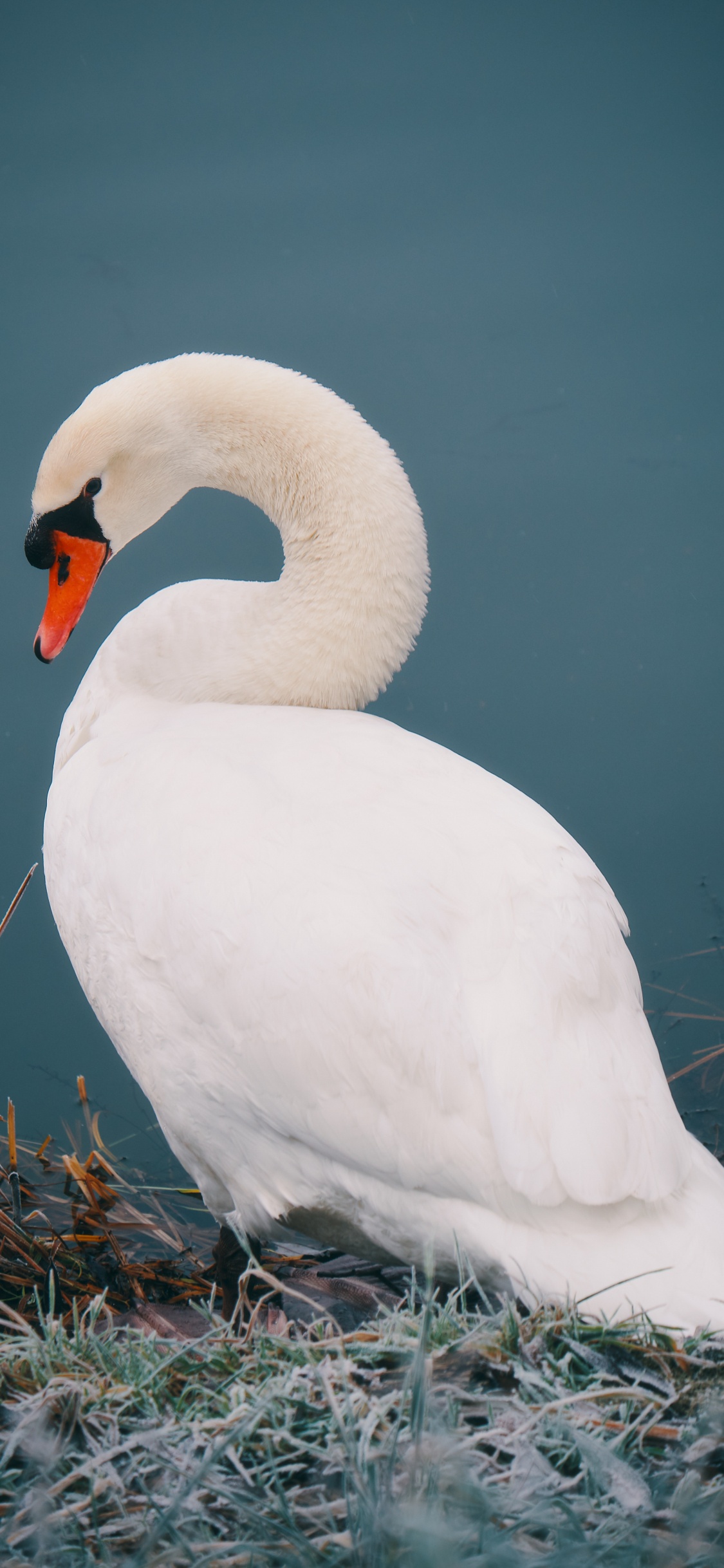 Weißer Schwan Auf Braunem Gras. Wallpaper in 1125x2436 Resolution