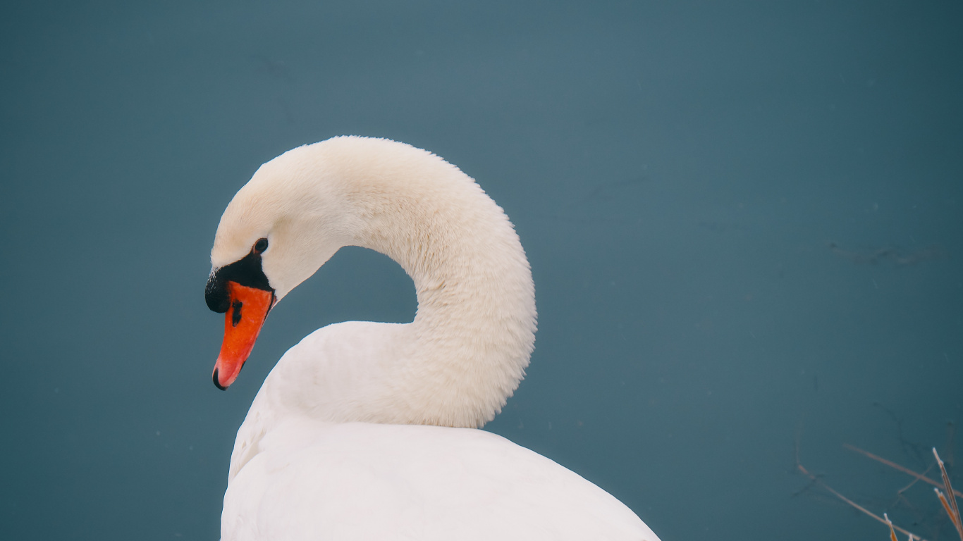 Weißer Schwan Auf Braunem Gras. Wallpaper in 1366x768 Resolution