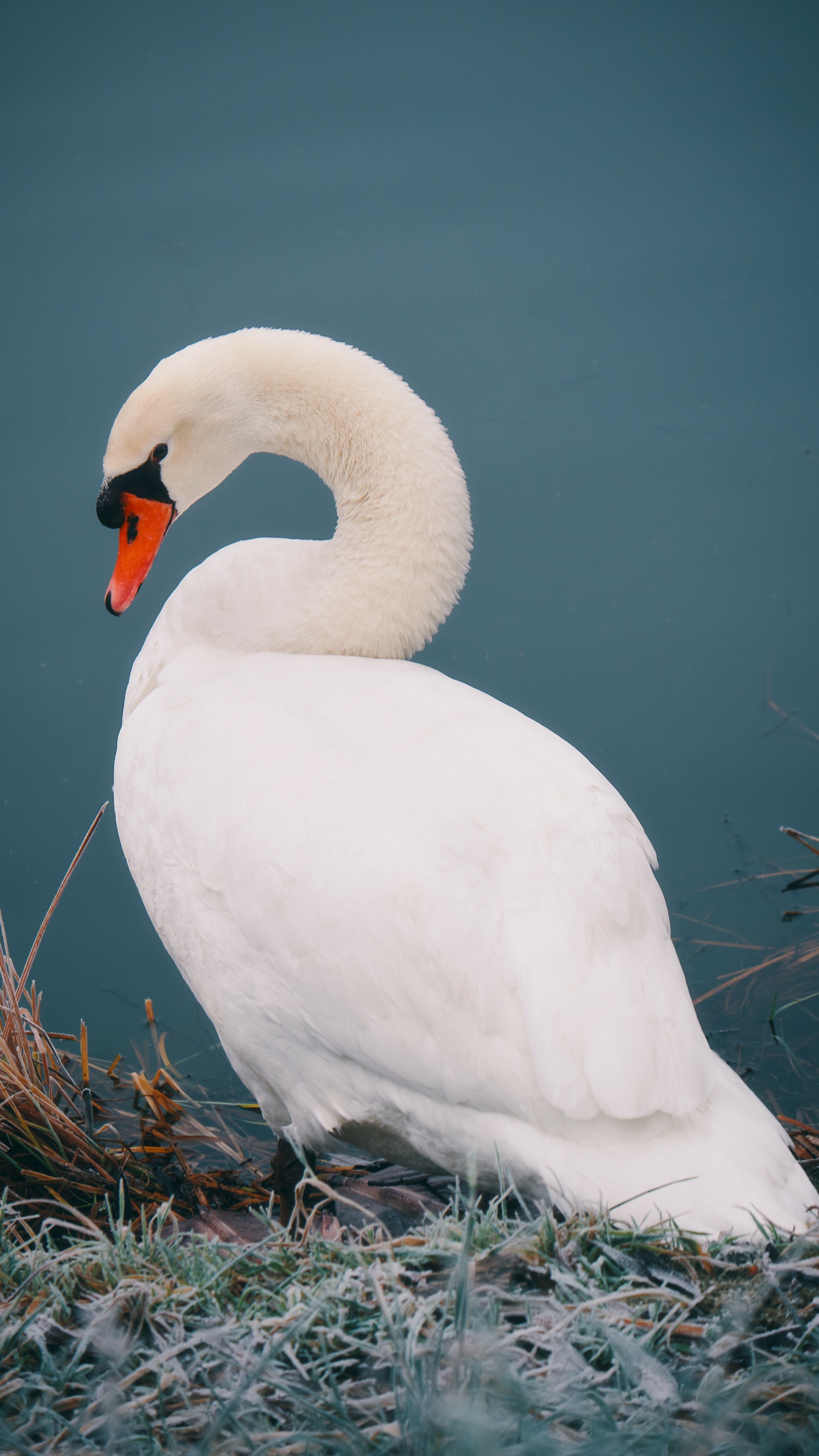 Weißer Schwan Auf Braunem Gras. Wallpaper in 1440x2560 Resolution