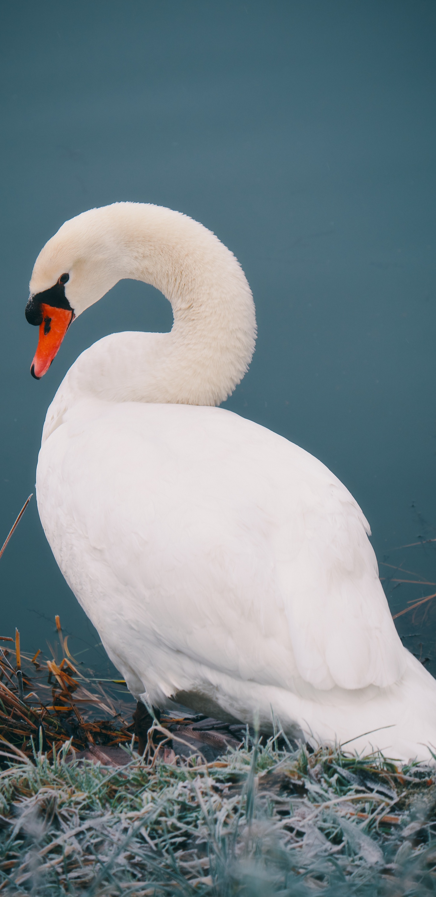 Weißer Schwan Auf Braunem Gras. Wallpaper in 1440x2960 Resolution