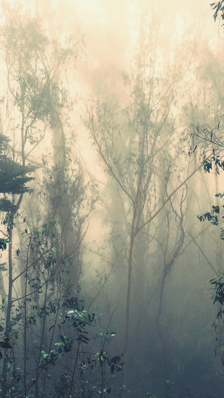 Nokia, Smartphone, 6 7 In, Nokia C01 Plus 4g, Nokia C30 Ta-1359ds 3 64gb White. Wallpaper in 750x1334 Resolution