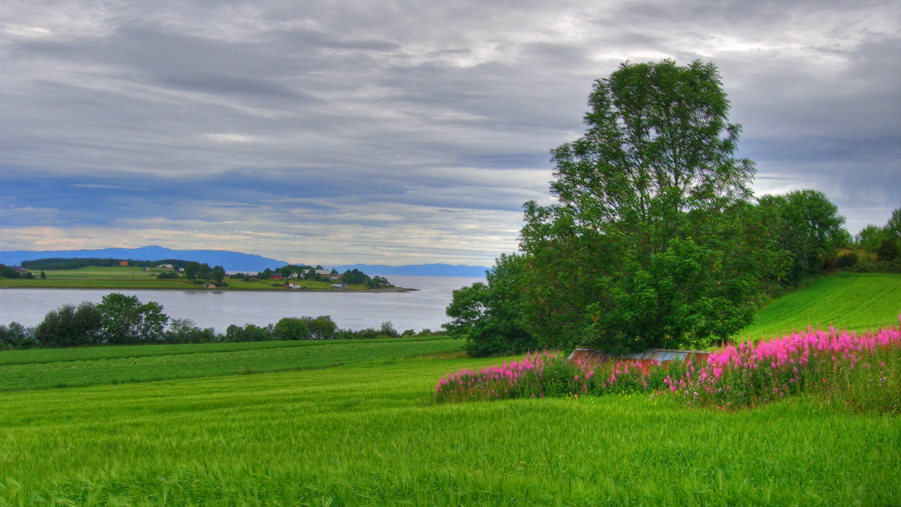 Champ D'herbe Verte Avec Des Arbres Sous Des Nuages Blancs et un Ciel Bleu Pendant la Journée. Wallpaper in 1280x720 Resolution