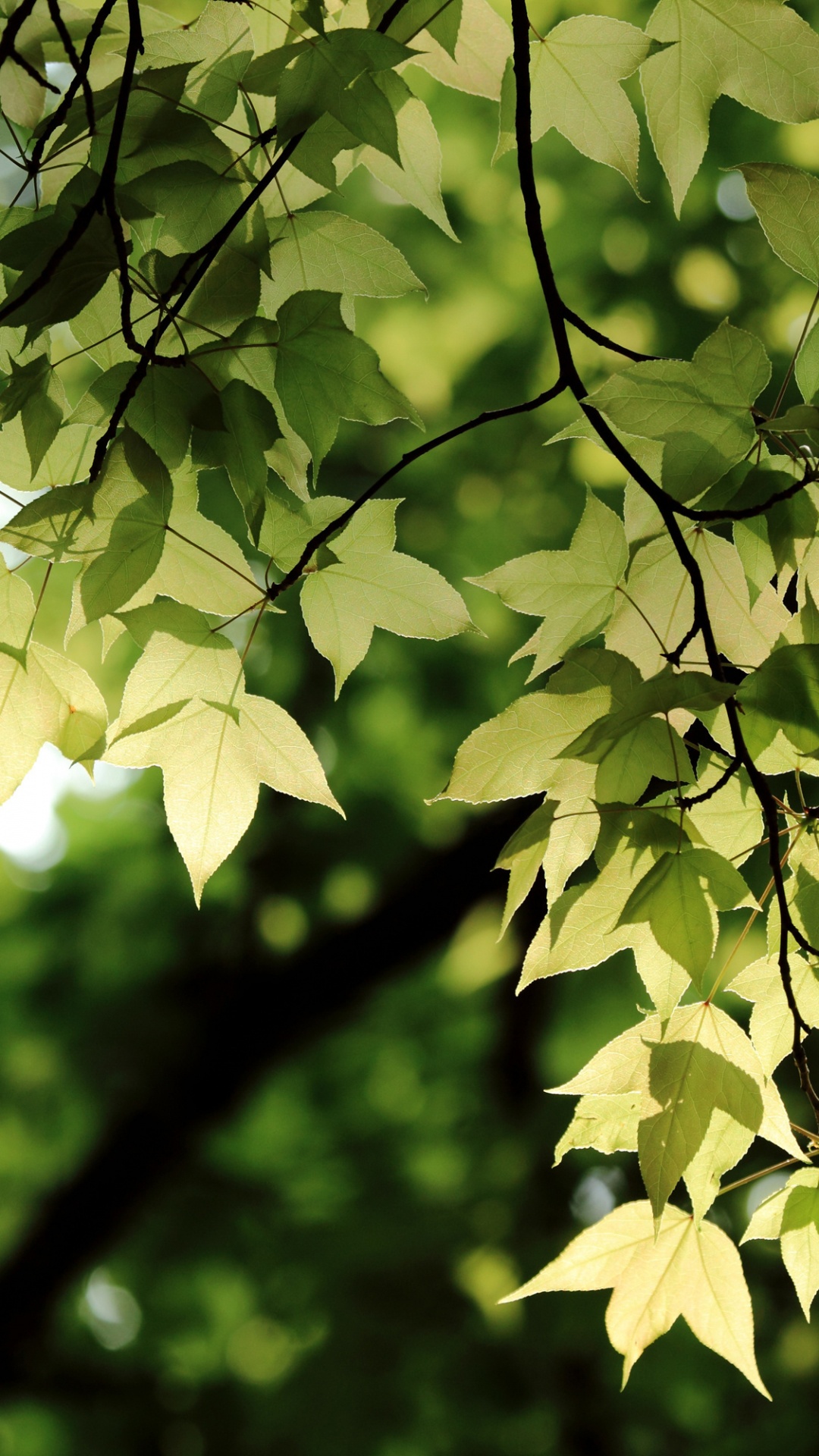 Green Leaves in Tilt Shift Lens. Wallpaper in 1080x1920 Resolution