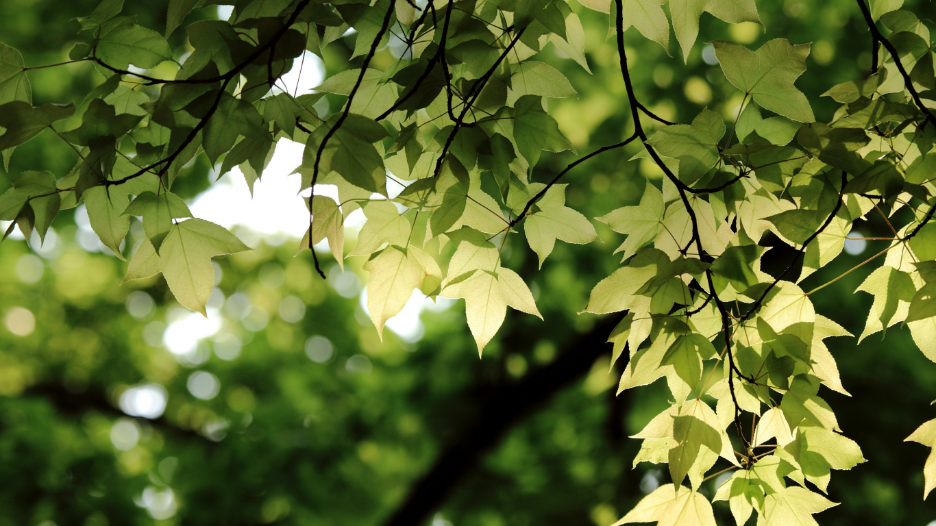 Green Leaves in Tilt Shift Lens. Wallpaper in 1366x768 Resolution