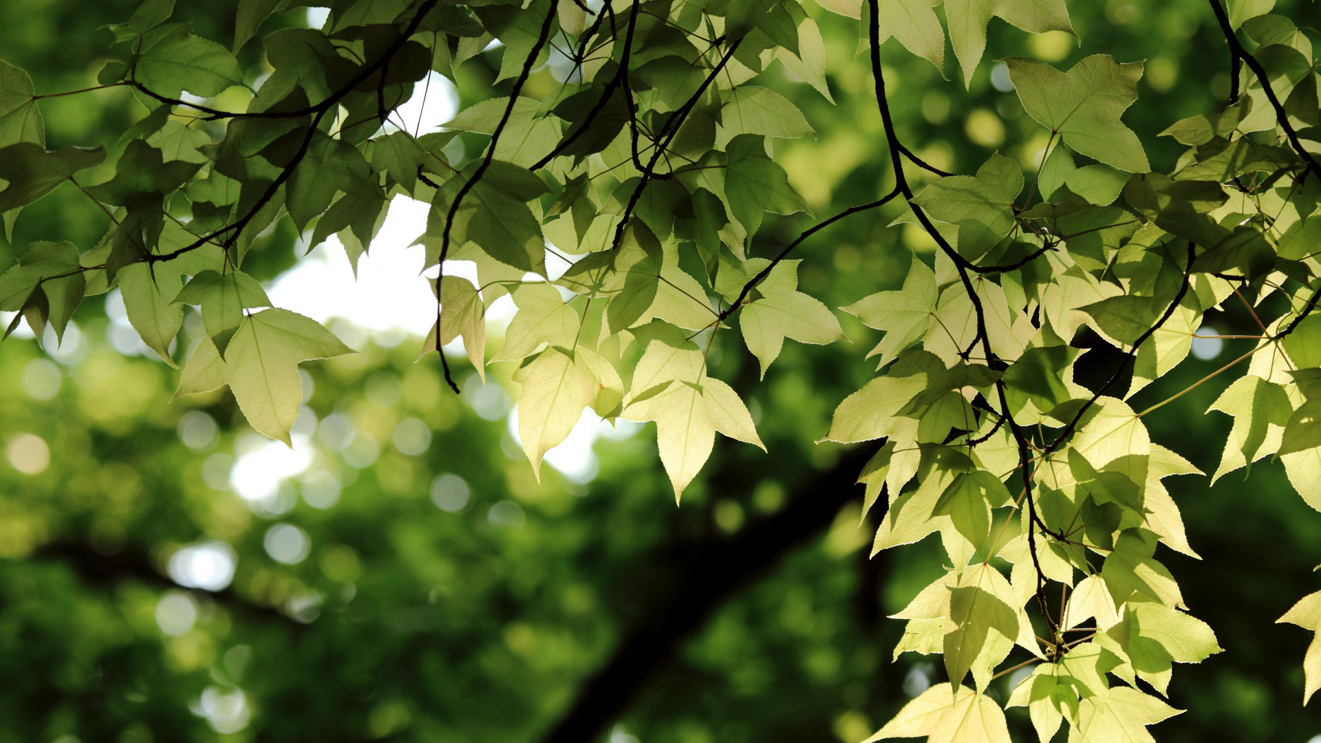 Green Leaves in Tilt Shift Lens. Wallpaper in 1920x1080 Resolution