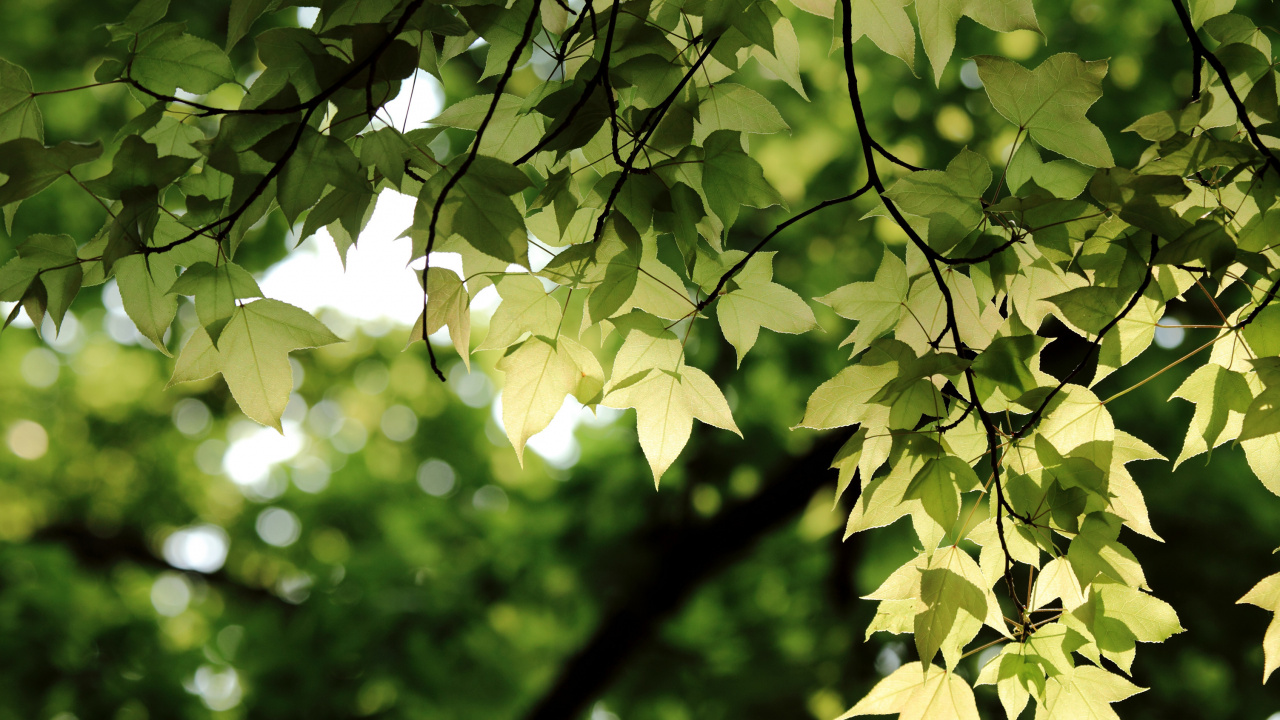 Feuilles Vertes Dans L'objectif à Basculement. Wallpaper in 1280x720 Resolution