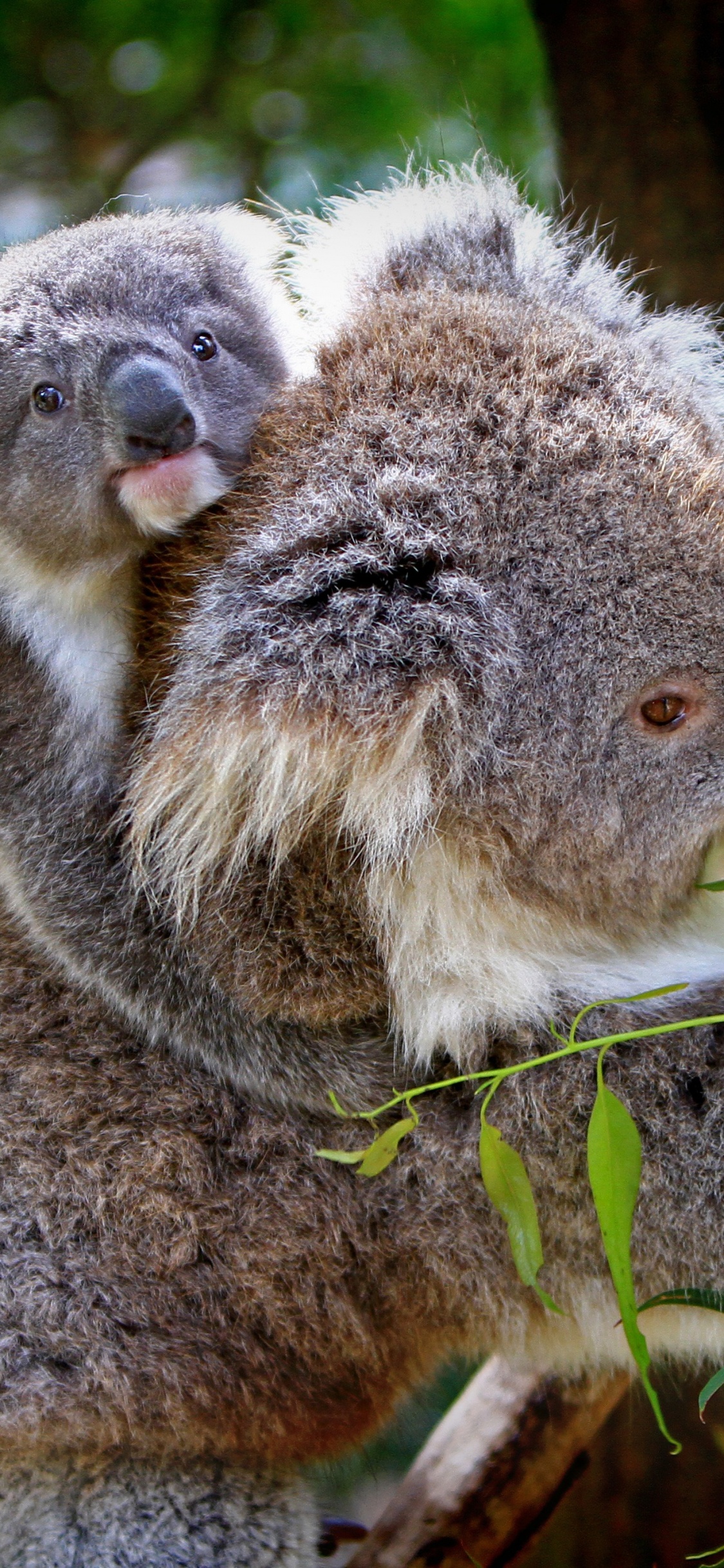 Oso Koala en Árbol Marrón. Wallpaper in 1125x2436 Resolution